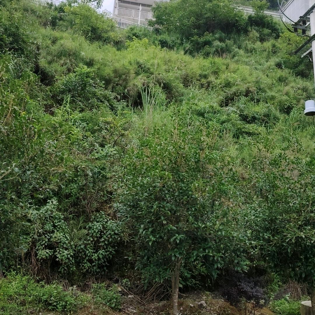 （坚强姐）