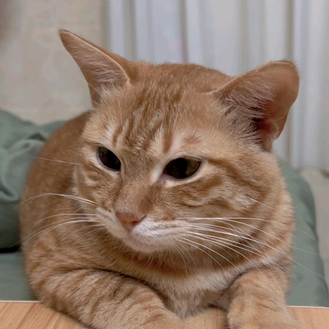 老默，我想吃鱼了