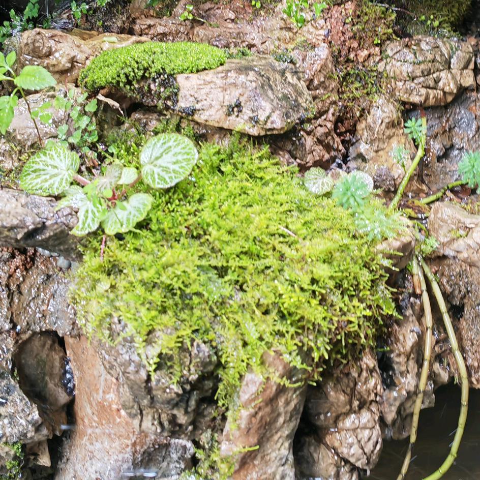 润苔仓苔藓