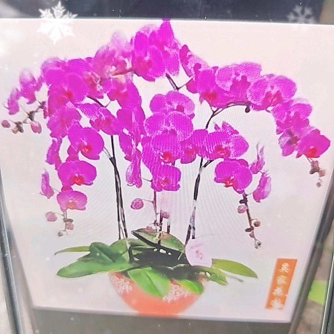 谢清金