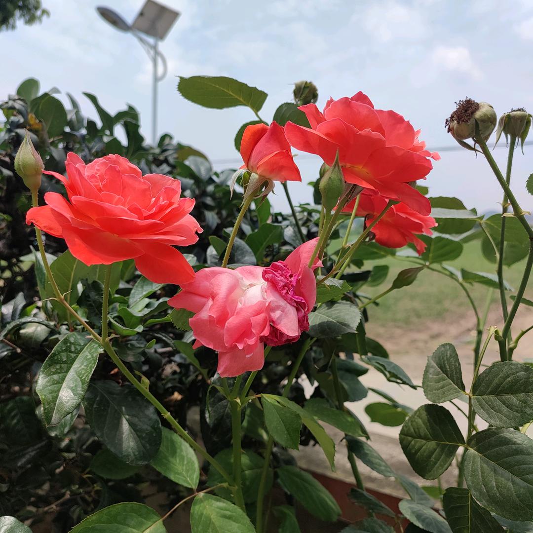 岁月静好
