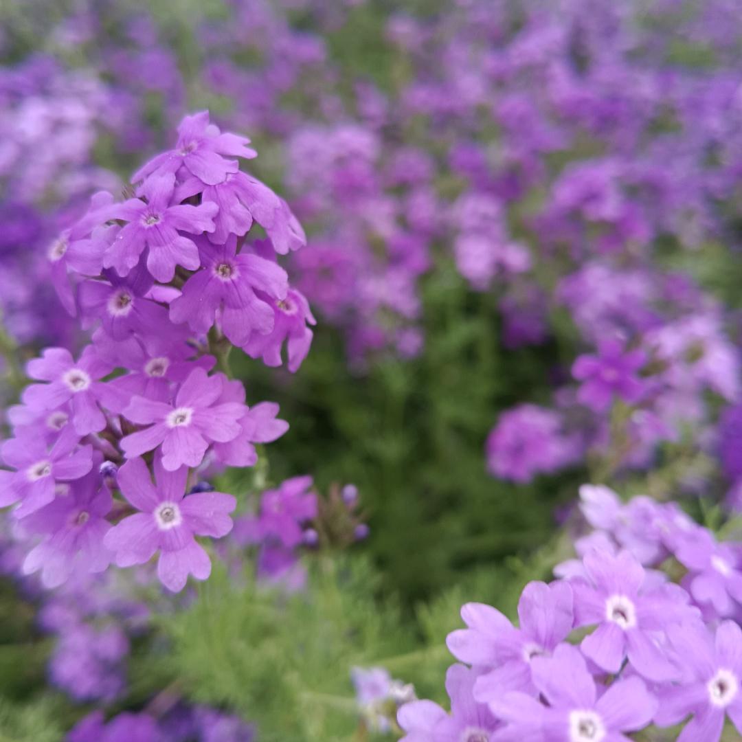 甜馨鑫饰品（带娃中）