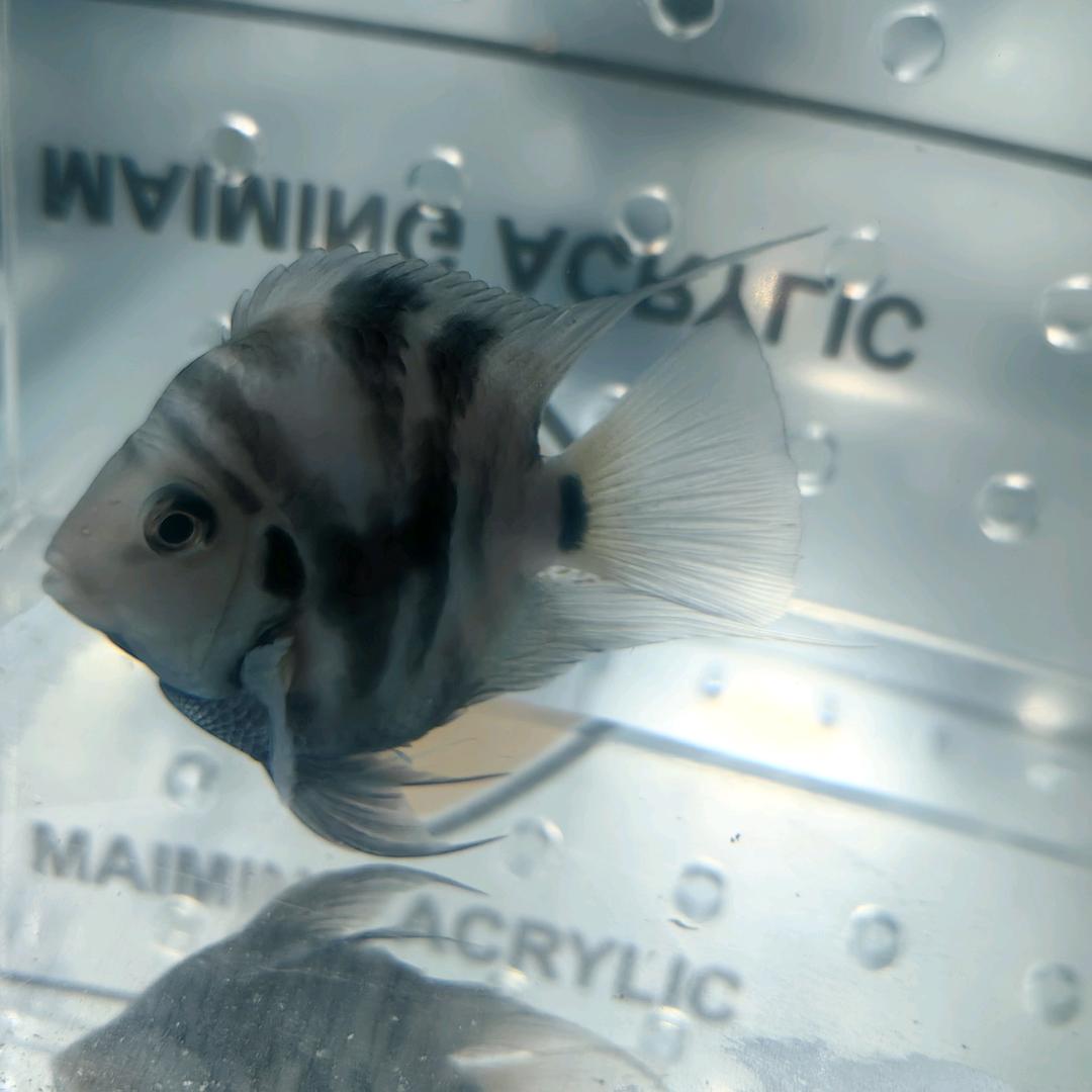 爱养鱼的🐠大龙