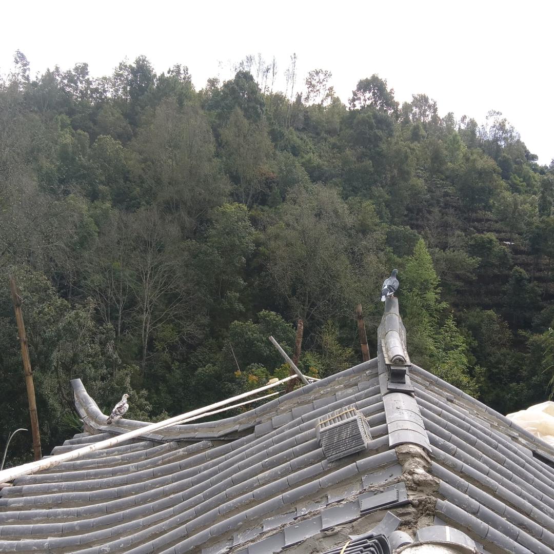 玫瑰是不是幸福