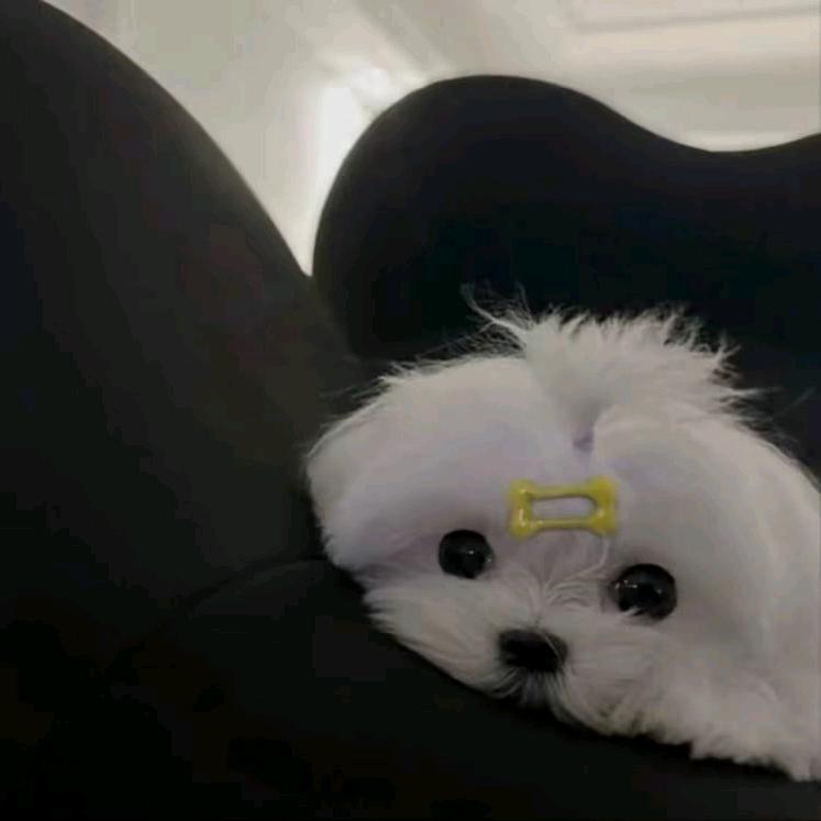 骑士