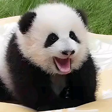 昀然Panda