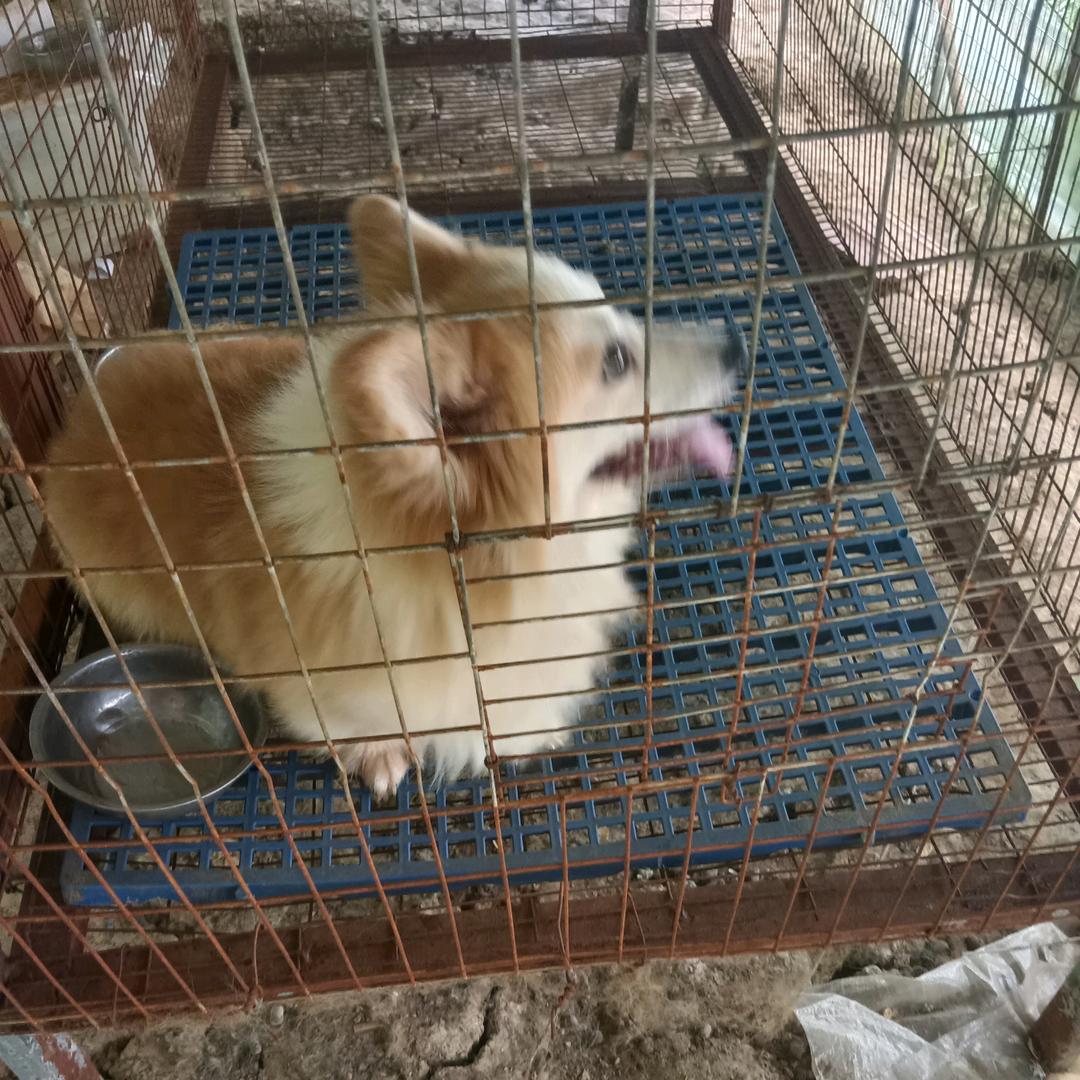 家有两宝