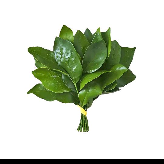 沐沐欧
