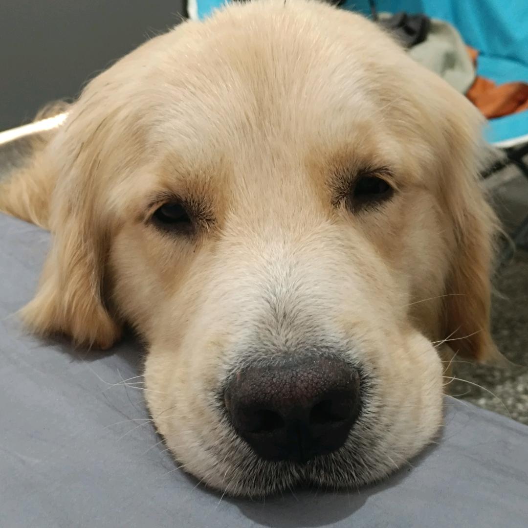 重生之我在峡谷当大厨