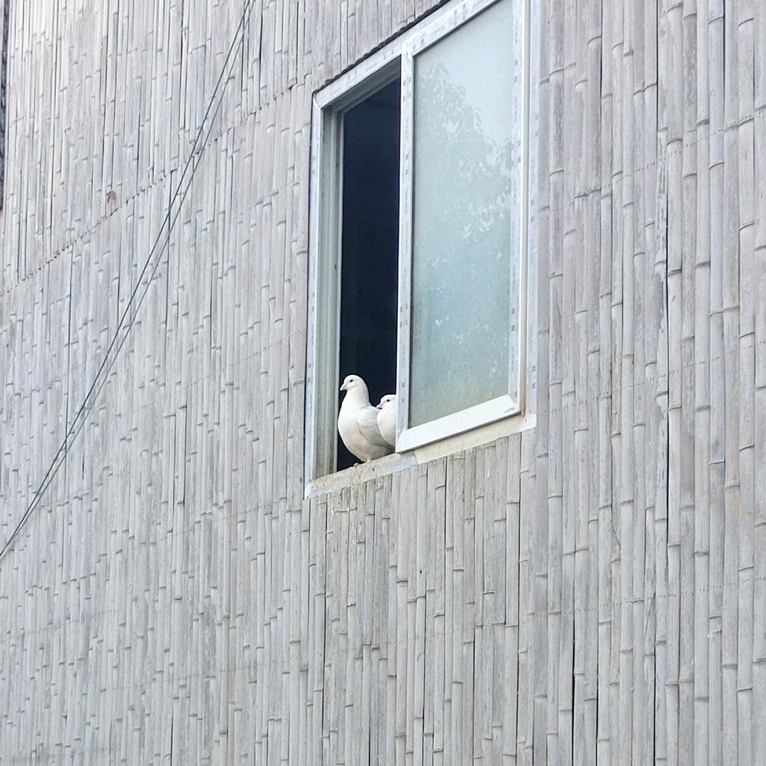 爱读书的🍞人