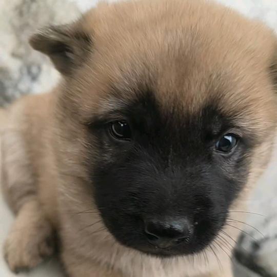 我家有小狗……