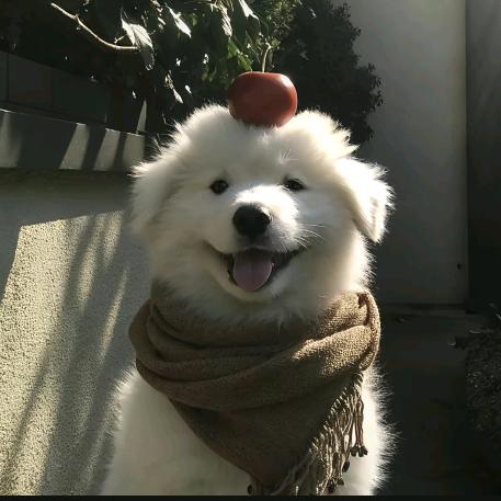 袁味瓜子壳