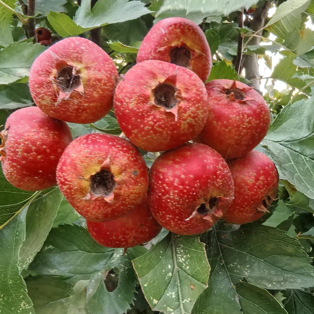 两个孙子的奶奶👵