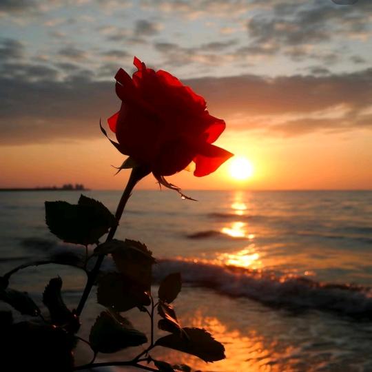 玫瑰之语百货店