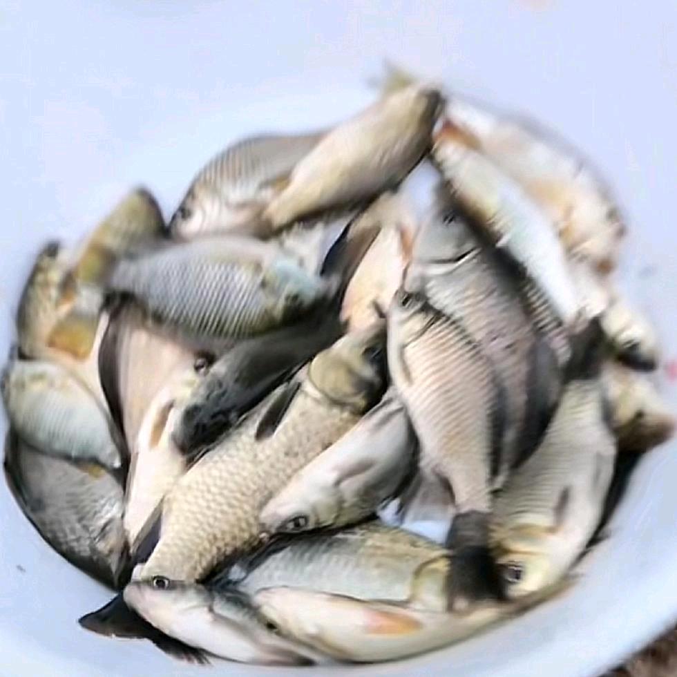 一杆一线闯江湖（野钓）