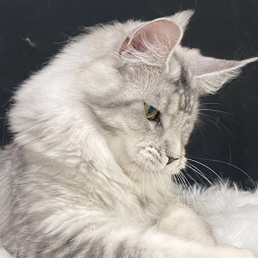 炎森精品缅因猫舍