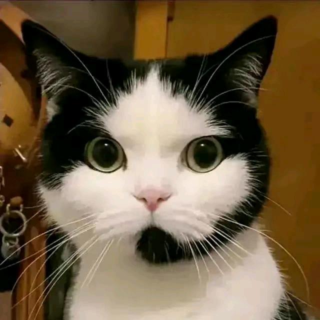 天猫客服
