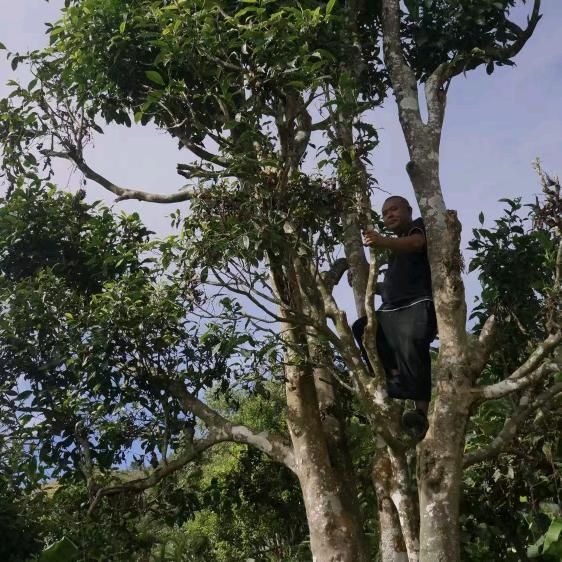 一杯青茶度人生