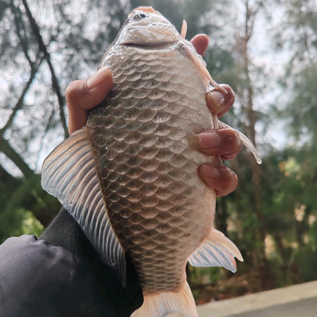 狂拉小王子
