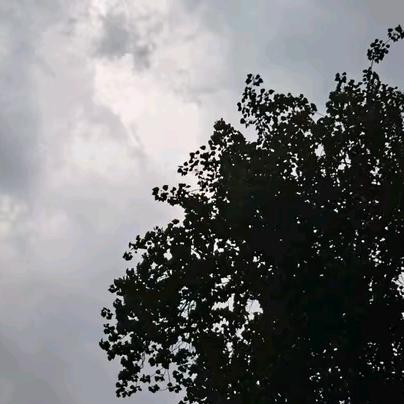 芈大仙