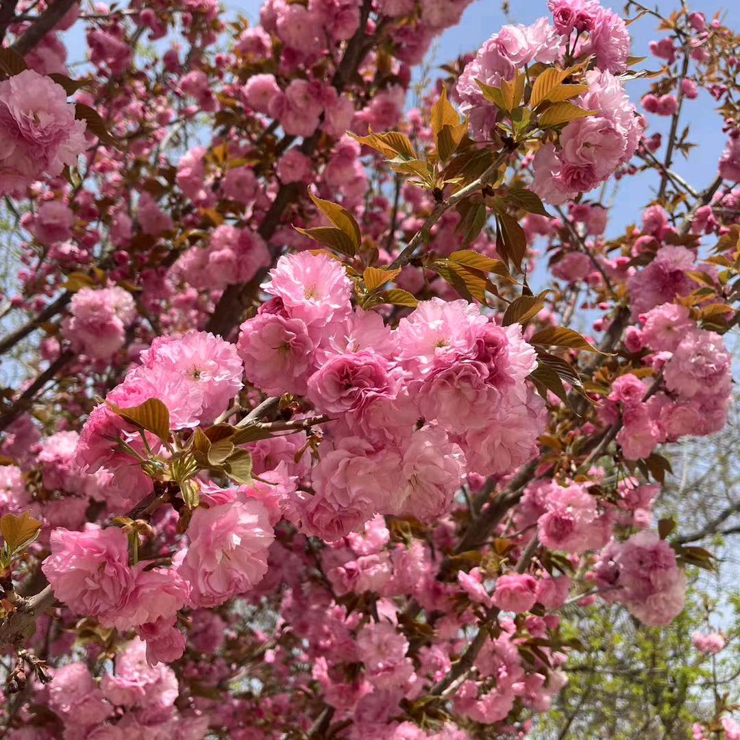 世事万花筒