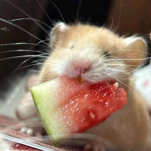 麻辣香锅不要麻不要辣