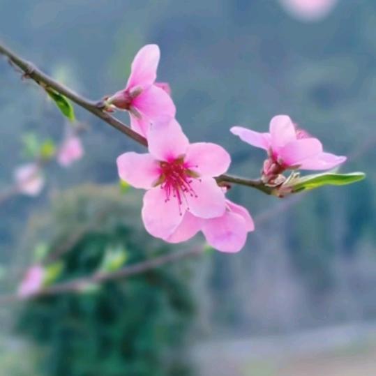 清风与你醉