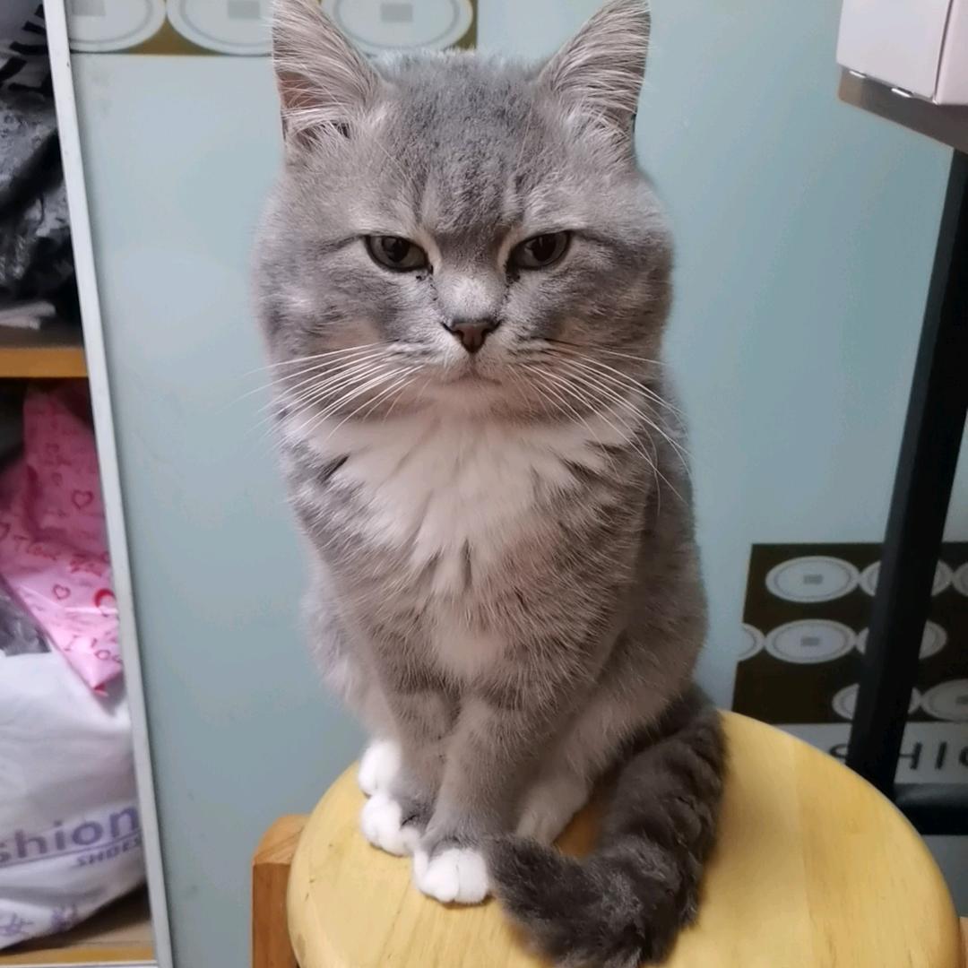 食来运转集福行乐