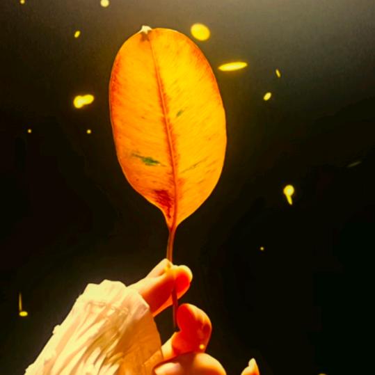 ꧔ꦿ᭄❤ (ɔˆз风起时(›´ω`‹