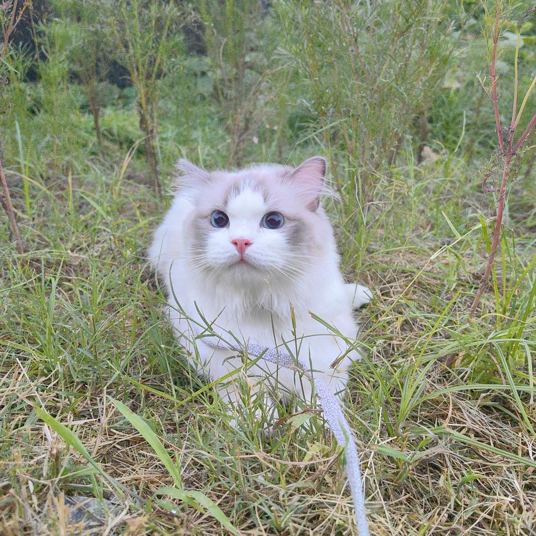 来福是只猫