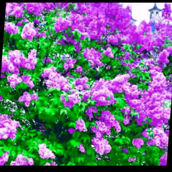 🌹🌹潇洒的🌹🌹无所谓🌹🌹