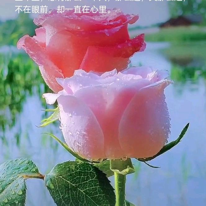香水有毒