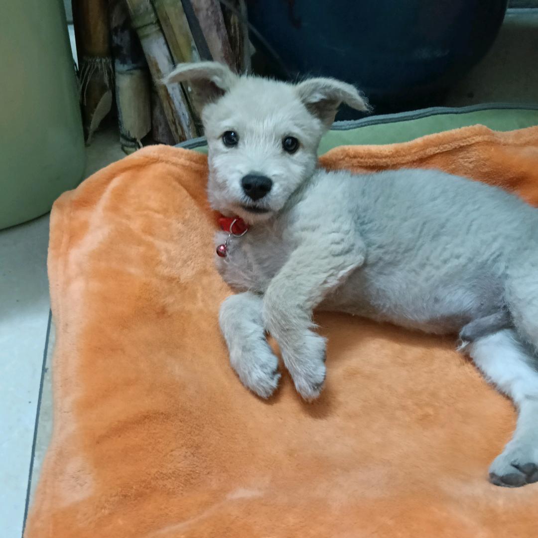 可爱的小狗狗