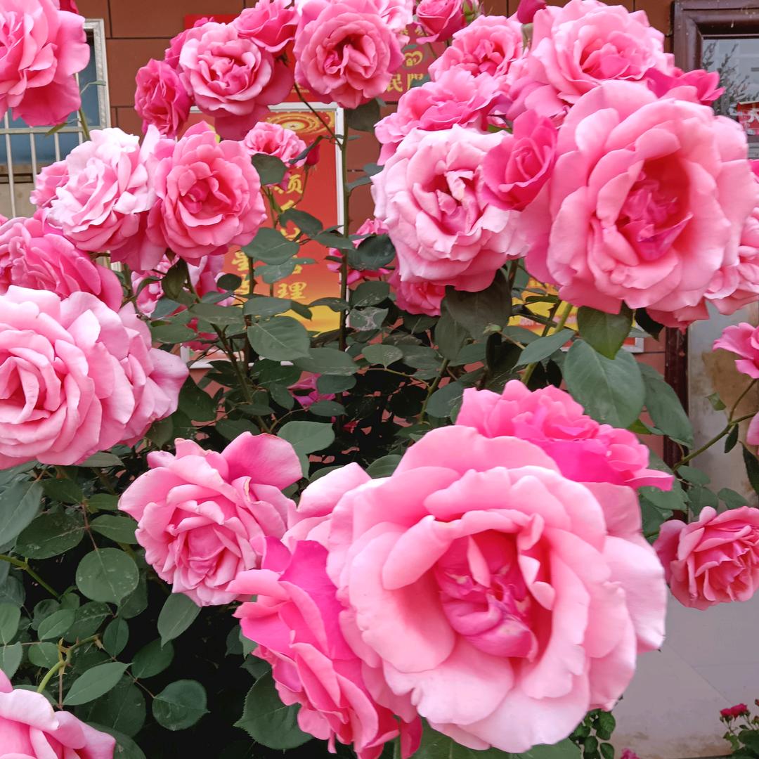 马誉菡 长葛市坡胡镇坡马村