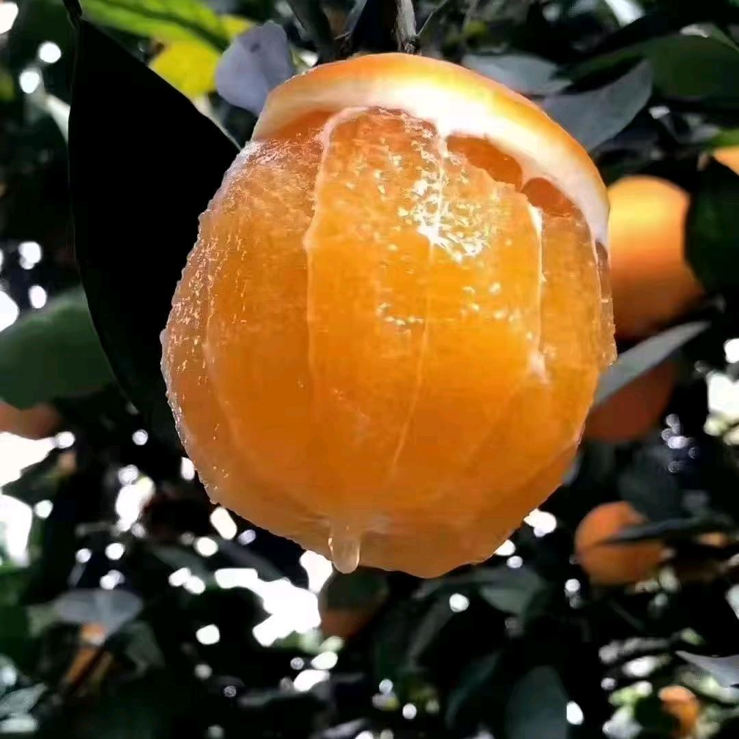 橙农小钟