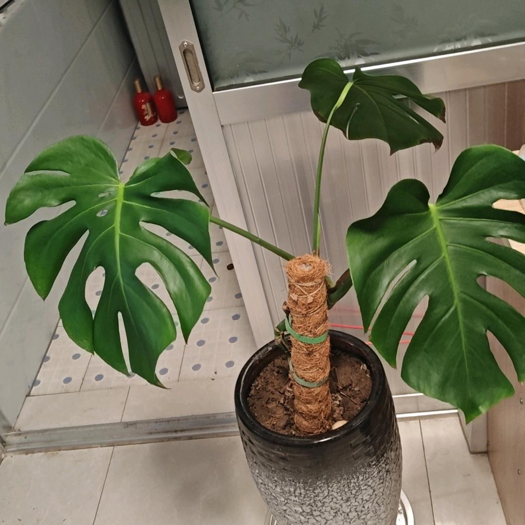 🍎好事花生🍎