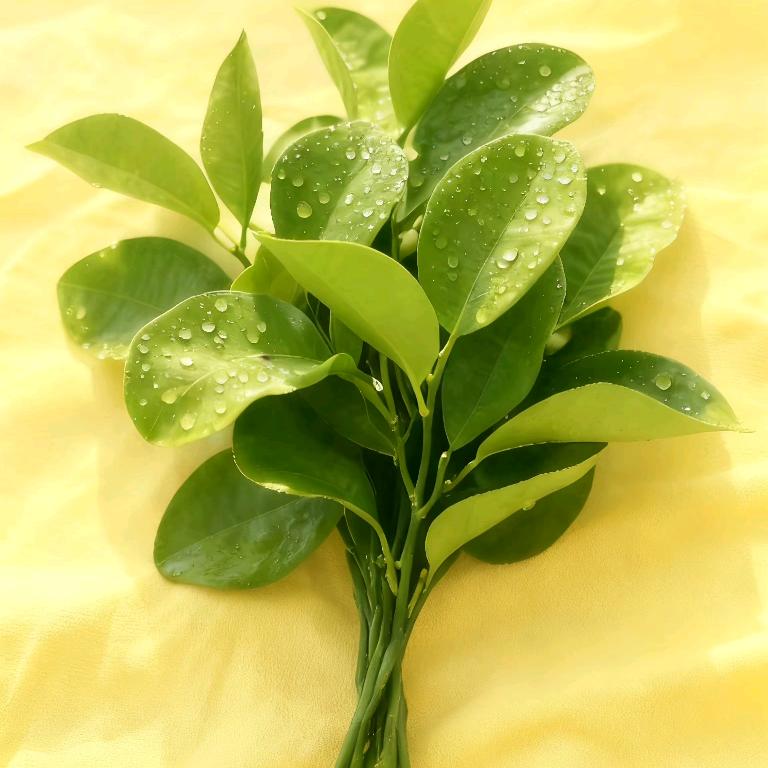 🍀💞້໌ᮨ⃝幸运相随 🦋