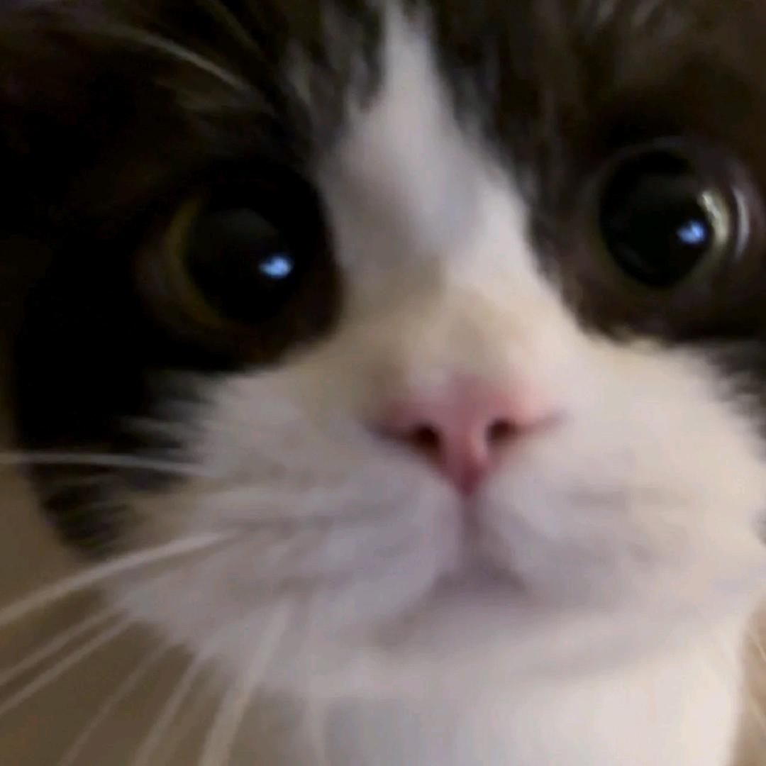 死道友不死贫道丶