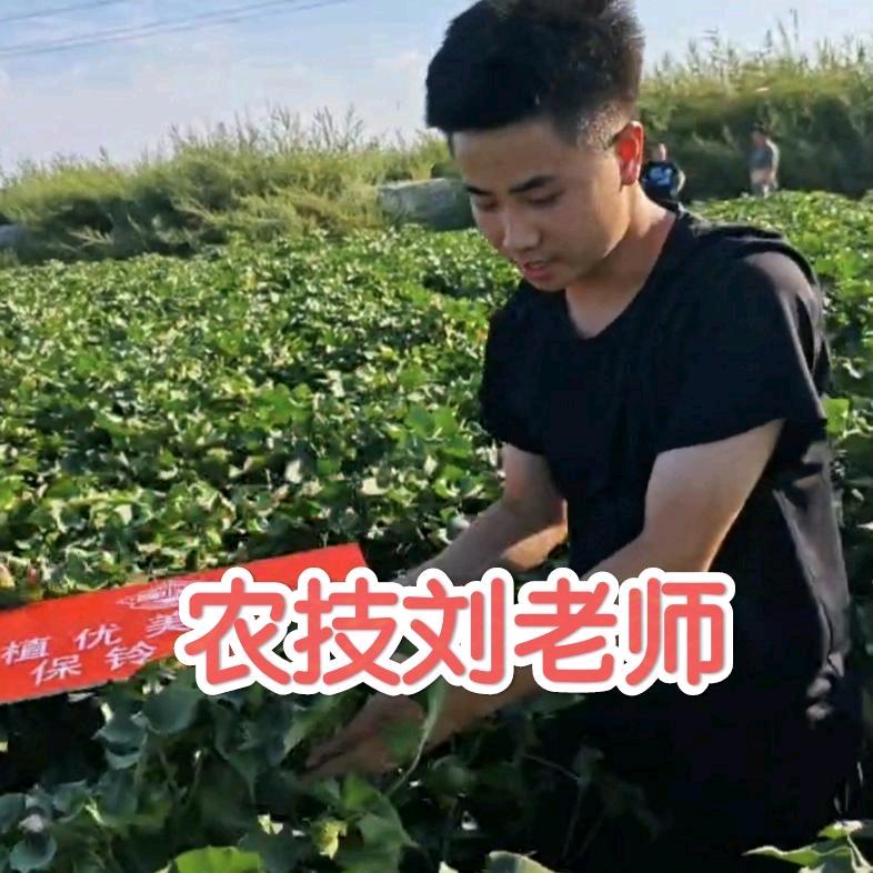 军堡棉探（国光方案）