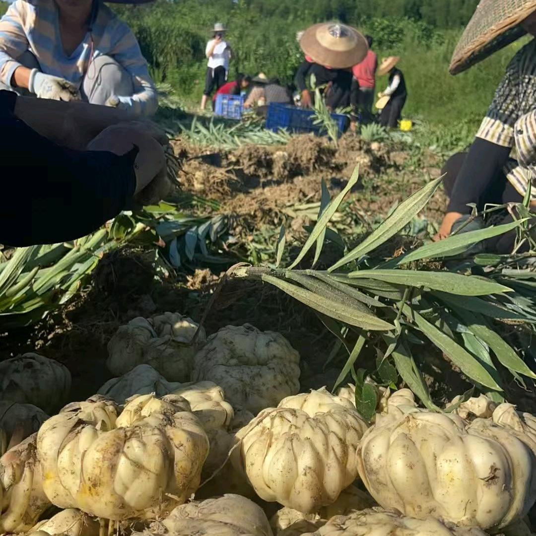 龙牙百合种植基地