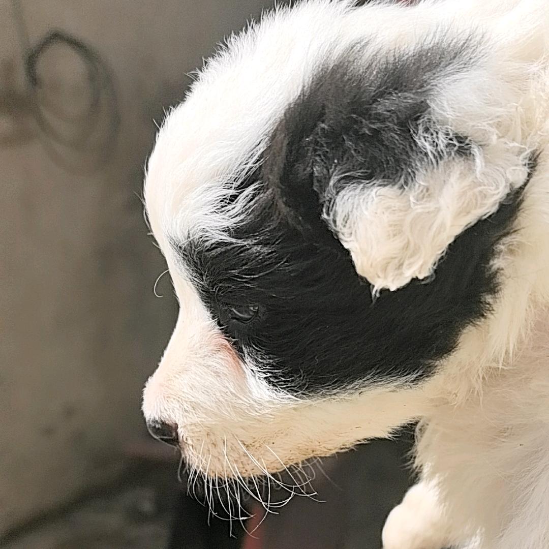 昆仑