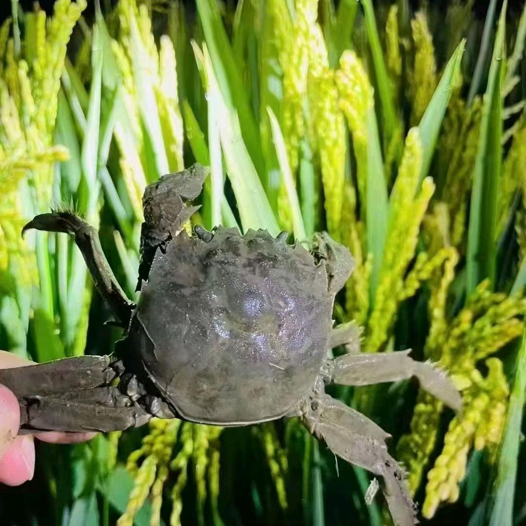 卖螃蟹🦀  不卖螃蟹？