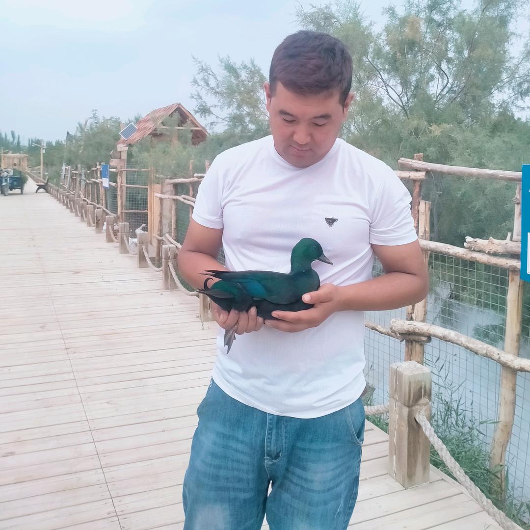 艾尼飞鹅