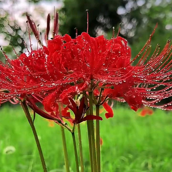 一瓣橘子单身