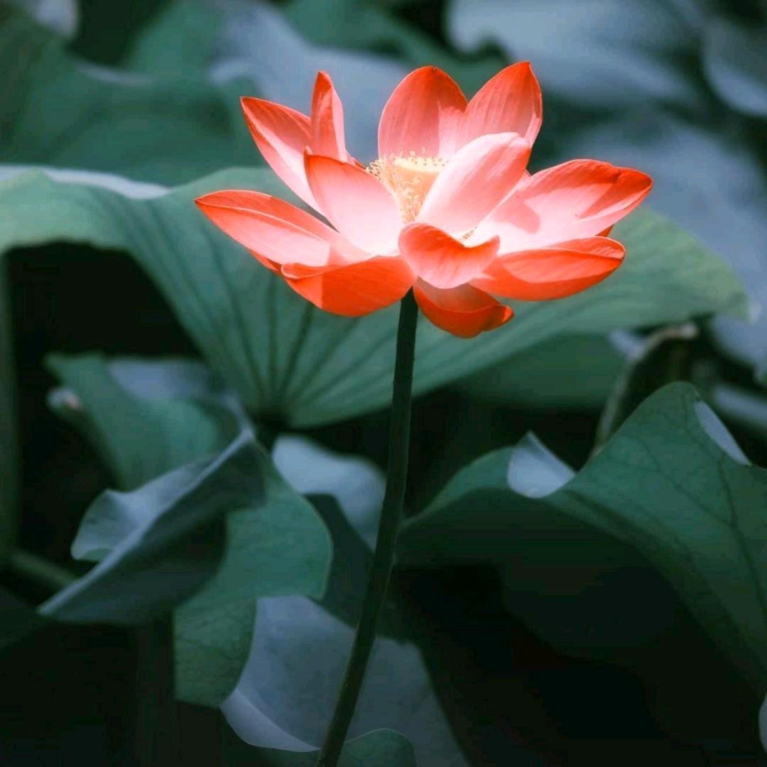 瞭望艇长