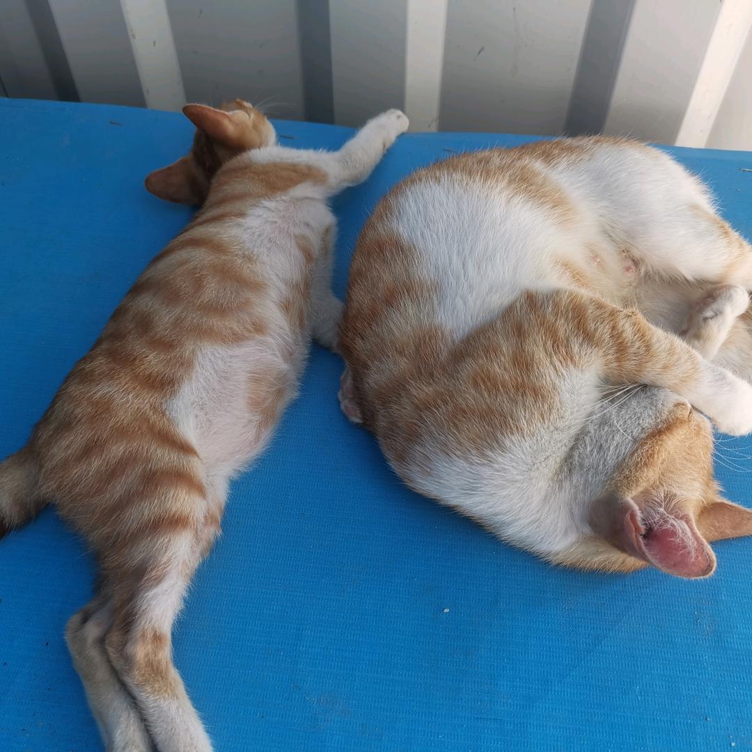 啦啦小号游