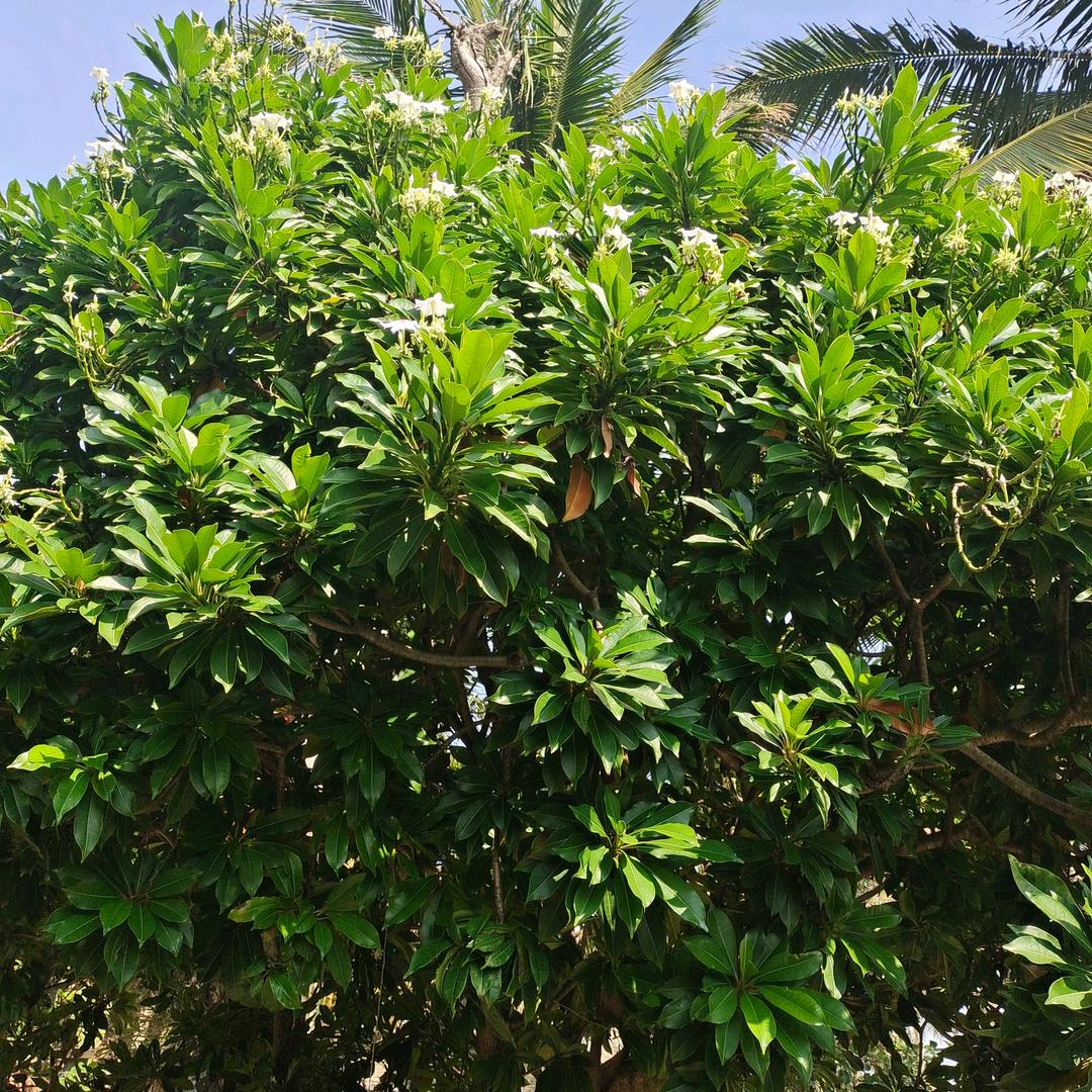 绿源花卉