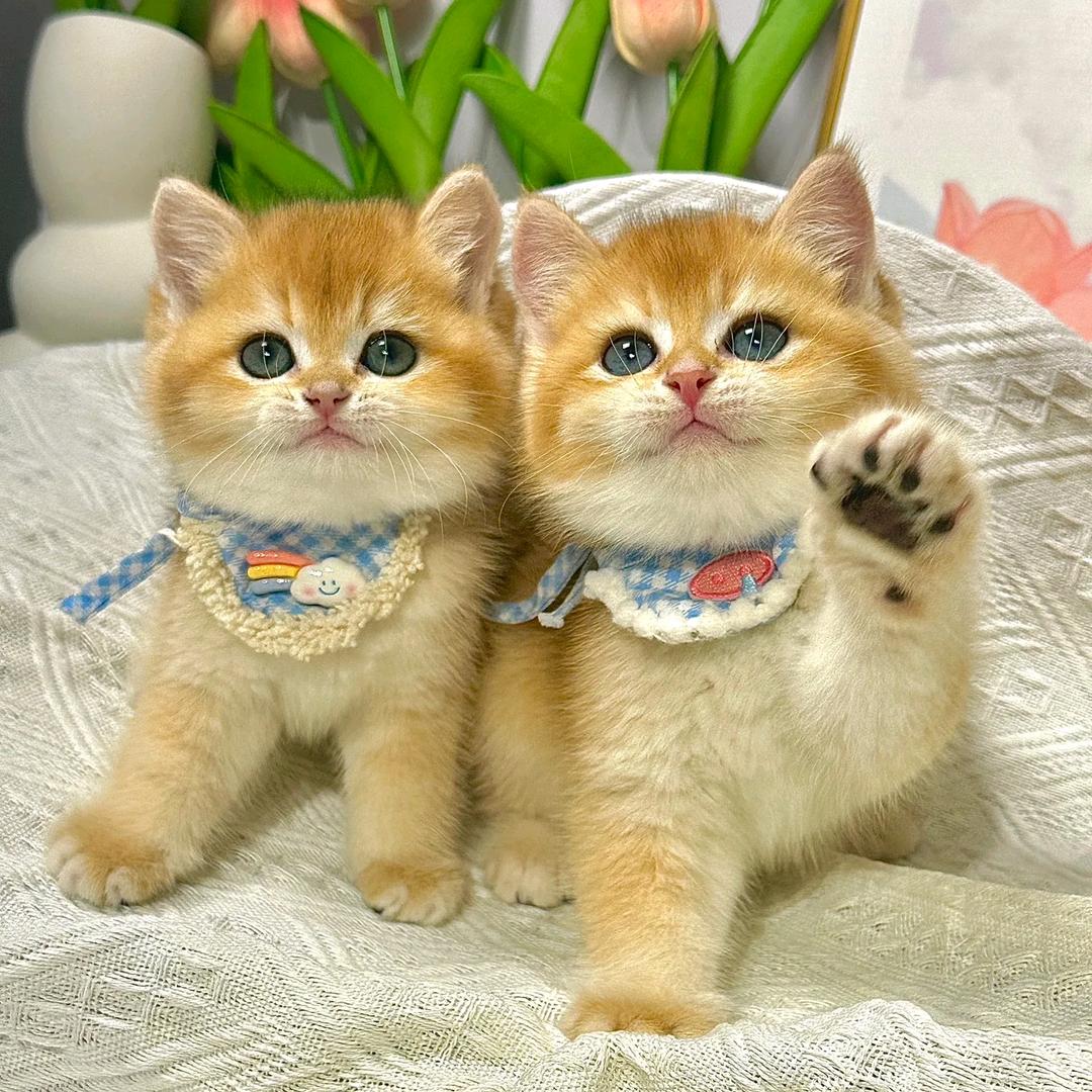 笨🐱不会喵