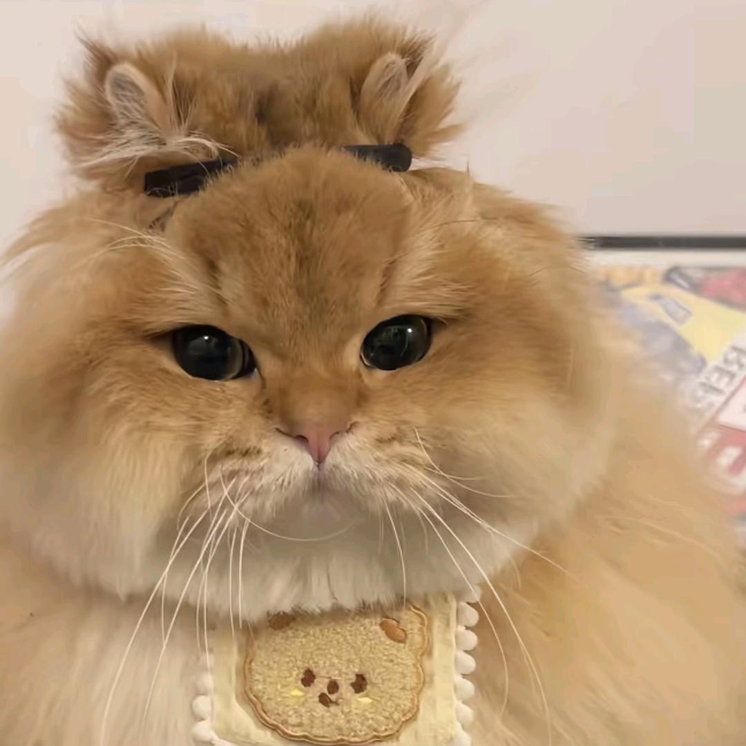 可爱的福满多大人