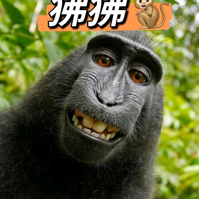 诗人与枪